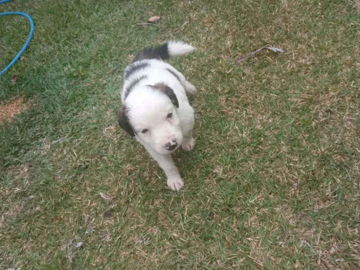Cachorro raça Sem raça definida idade Abaixo de 2 meses nome Ainda não tem nomes
