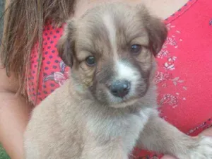 Cachorro raça Sem raça definida idade Abaixo de 2 meses nome Ainda não tem nomes