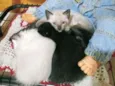 Gatinho filhote