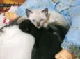 Gatinho filhote