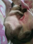 Gatinho filhote