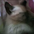 Gatinho filhote