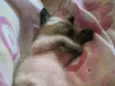 Gatinho filhote