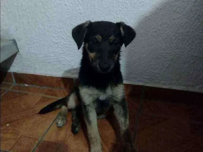 Cachorro ra a  idade 2 a 6 meses nome Bolinha