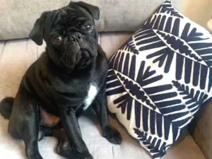 Cachorro raça Pug idade 1 ano nome Pezeto