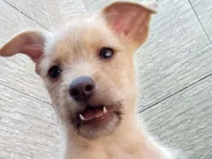 Cachorro raça Linda idade Abaixo de 2 meses nome Julietta 