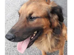 Cachorro raça SRD  Tem as cores de um pastor idade 2 anos nome Rajhi