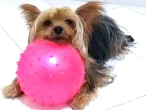 Cachorro raça Yorkshire idade 4 anos nome Rafa
