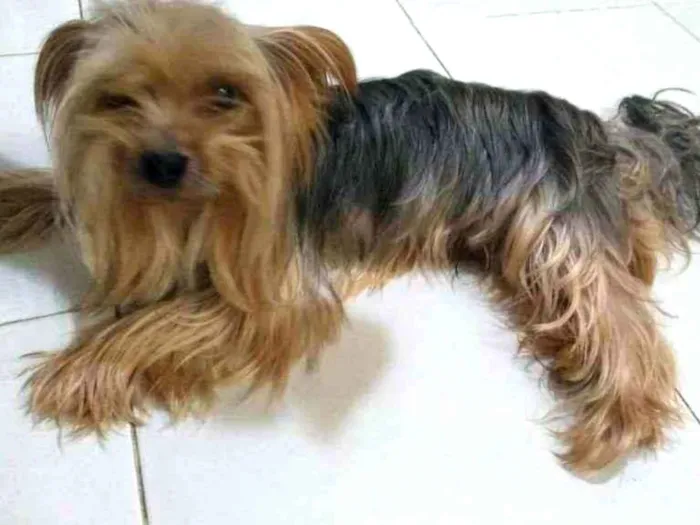 Cachorro raça Yorkshire idade 4 anos nome Rafa