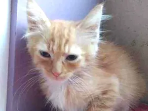 Gato raça Srd idade 2 a 6 meses nome Piter