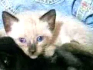 Gato raça Siamês cinzento  idade Abaixo de 2 meses nome Gatinho filhote 