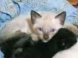 Gatinho filhote