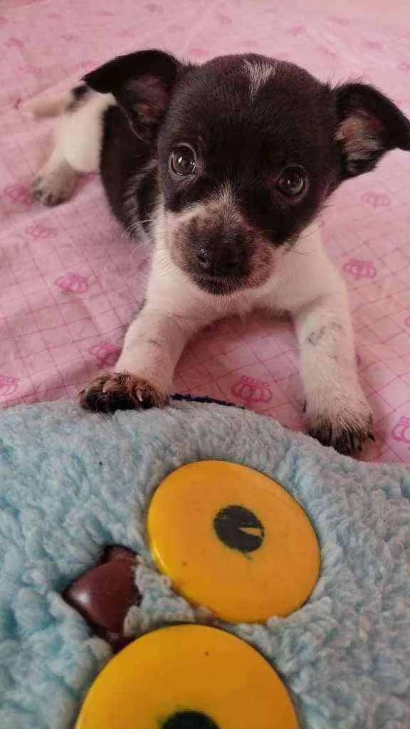 Cachorro raça SRD  idade 2 a 6 meses nome Nina 