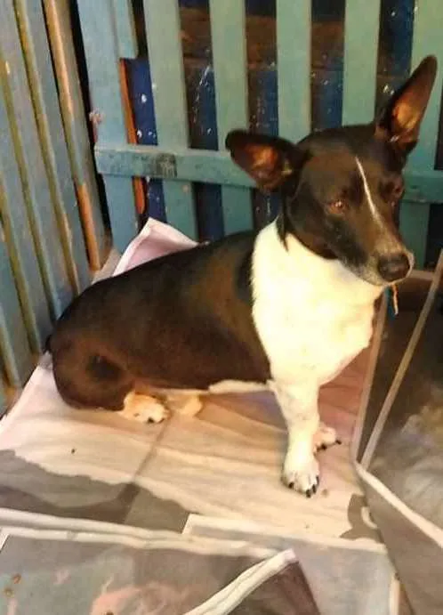 Cachorro raça SRD  idade 1 ano nome Apolo