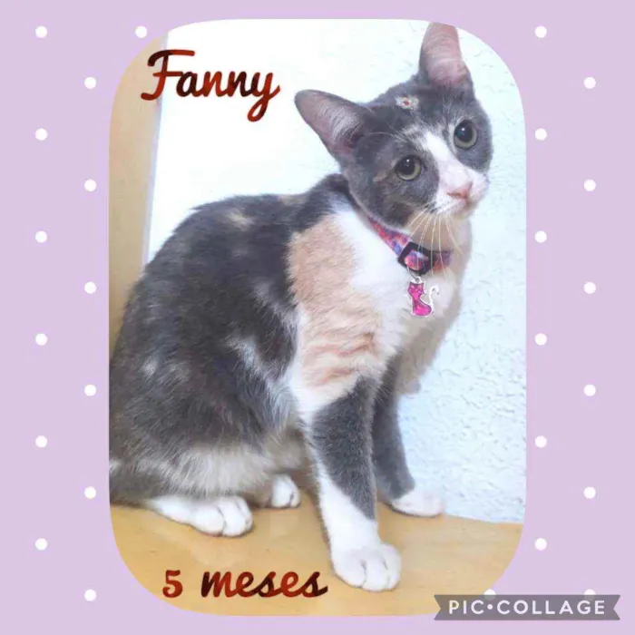 Fanny 