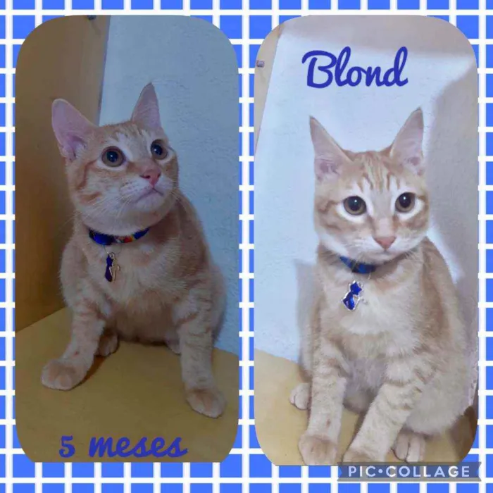 Gato raça SRD  idade 2 a 6 meses nome Blond 