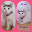 Gato raça SRD  idade 2 a 6 meses nome Babi 
