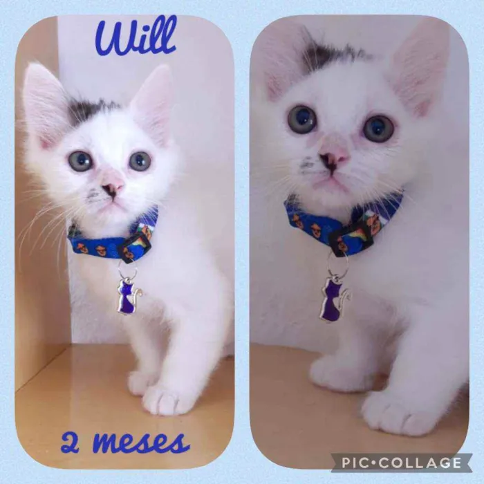 Gato raça SRD  idade 2 a 6 meses nome Will