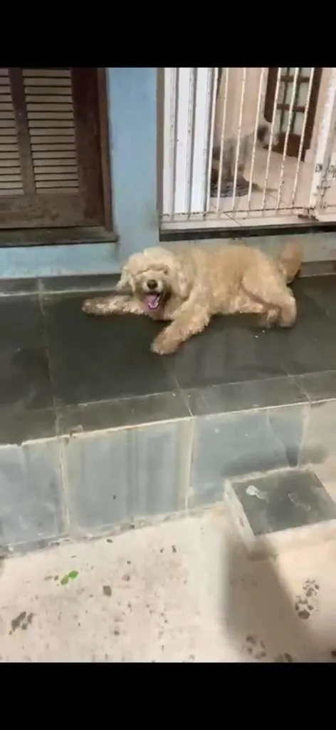 Cachorro ra a SRD-ViraLata idade 3 anos nome George