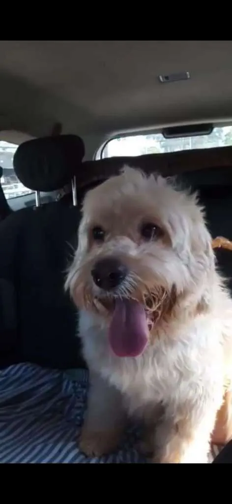 Cachorro ra a SRD-ViraLata idade 3 anos nome George