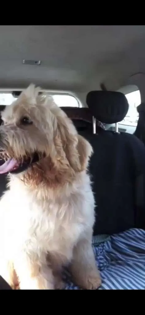 Cachorro ra a SRD-ViraLata idade 3 anos nome George