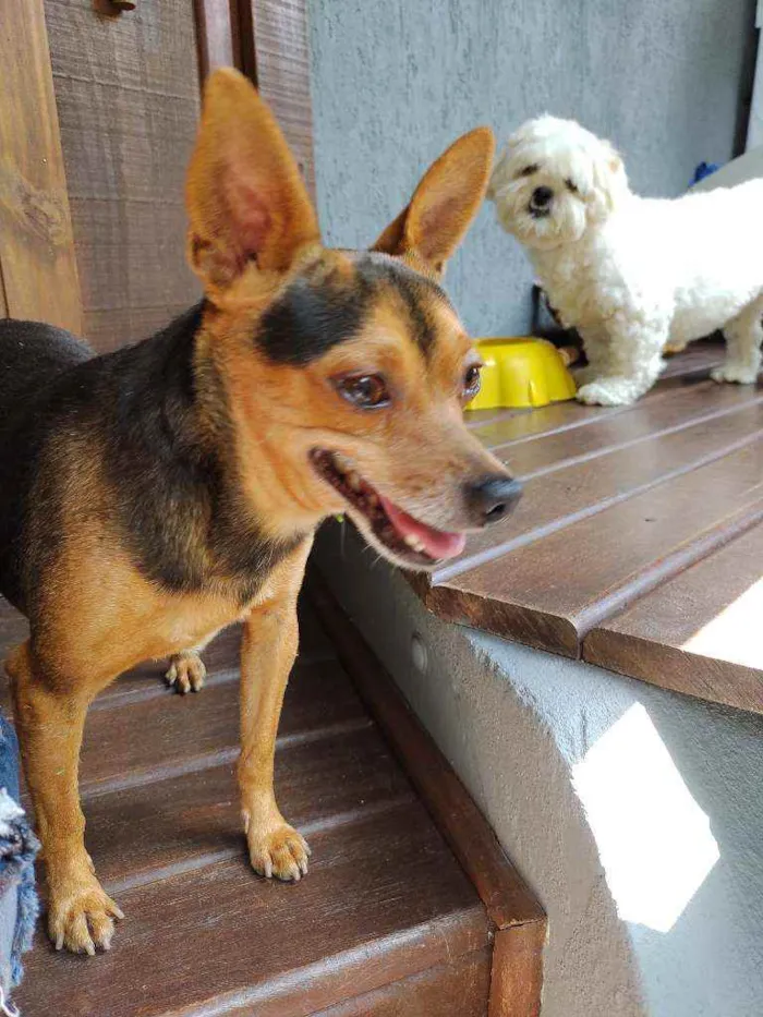 Cachorro raça Pinscher idade 5 anos nome Toby