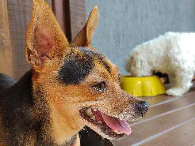 Cachorro raça Pinscher idade 5 anos nome Toby