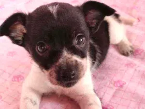 Cachorro raça SRD  idade 2 a 6 meses nome Nina 