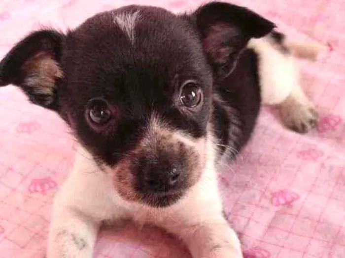 Cachorro raça SRD  idade 2 a 6 meses nome Nina 