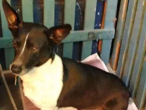 Cachorro raça SRD  idade 1 ano nome Apolo