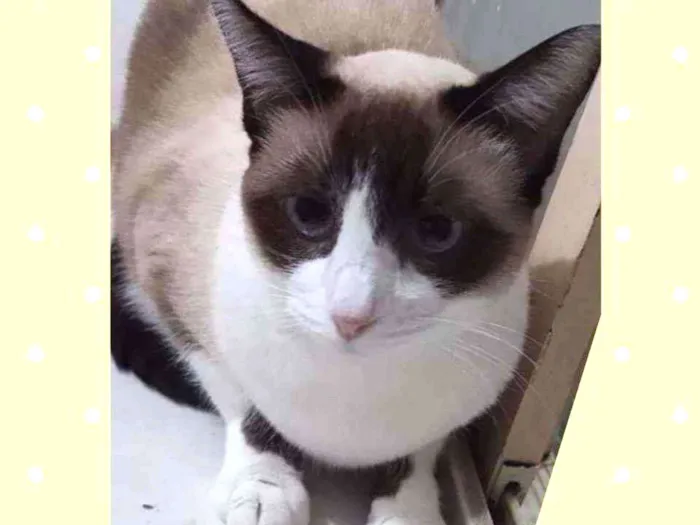 Gato raça SRD  idade 2 anos nome Jessie 