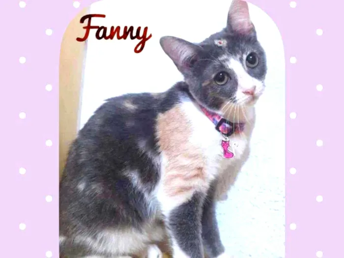 Gato raça SRD  idade 2 a 6 meses nome Fanny 