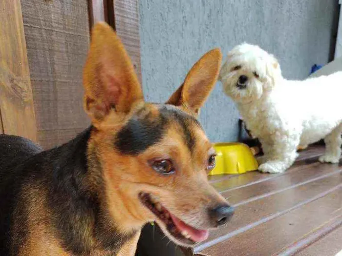Cachorro raça Pinscher idade 5 anos nome Toby