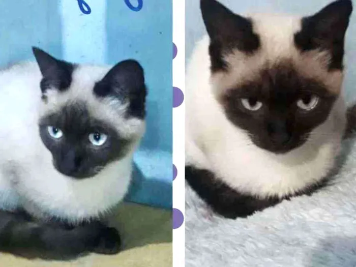 Gato raça SRD  idade 2 a 6 meses nome Jorge 