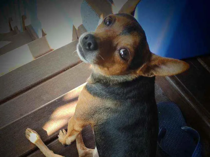 Cachorro raça Pinscher idade 5 anos nome Toby