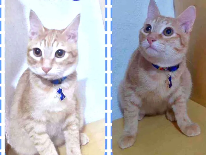 Gato raça SRD  idade 2 a 6 meses nome Blond 