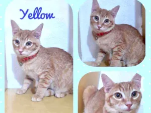 Gato raça SRD  idade 2 a 6 meses nome Yellow