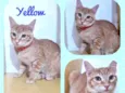 Gato raça SRD  idade 2 a 6 meses nome Yellow
