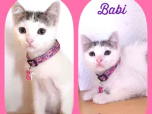 Gato raça SRD  idade 2 a 6 meses nome Babi 