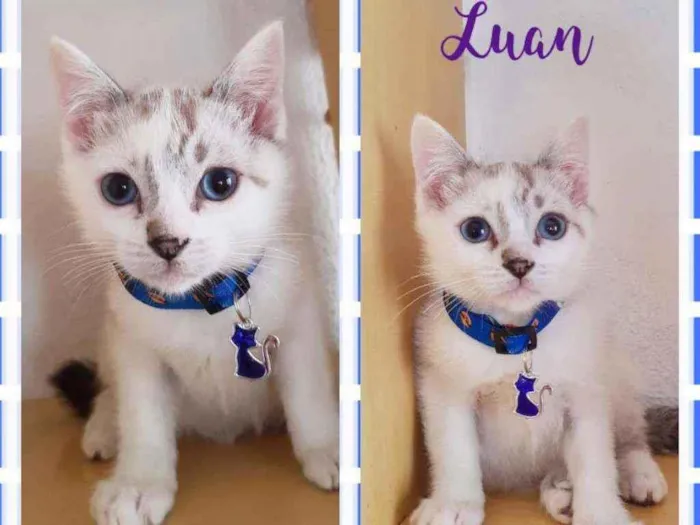 Gato raça SRD  idade 2 a 6 meses nome Luan 