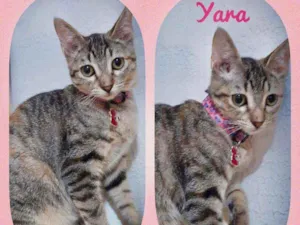 Gato raça SRD  idade 2 a 6 meses nome Yara 