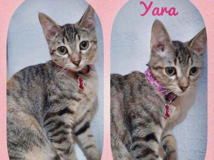 Gato raça SRD  idade 2 a 6 meses nome Yara 