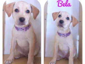 Cachorro raça SRD  idade 2 a 6 meses nome Bela