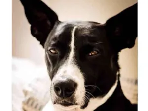 Cachorro raça Mestiço  idade 4 anos nome Martini 