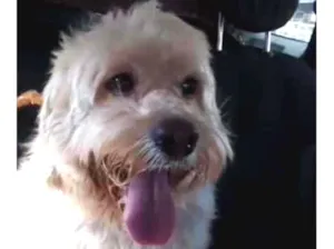 Cachorro raça SRD-ViraLata idade 3 anos nome George