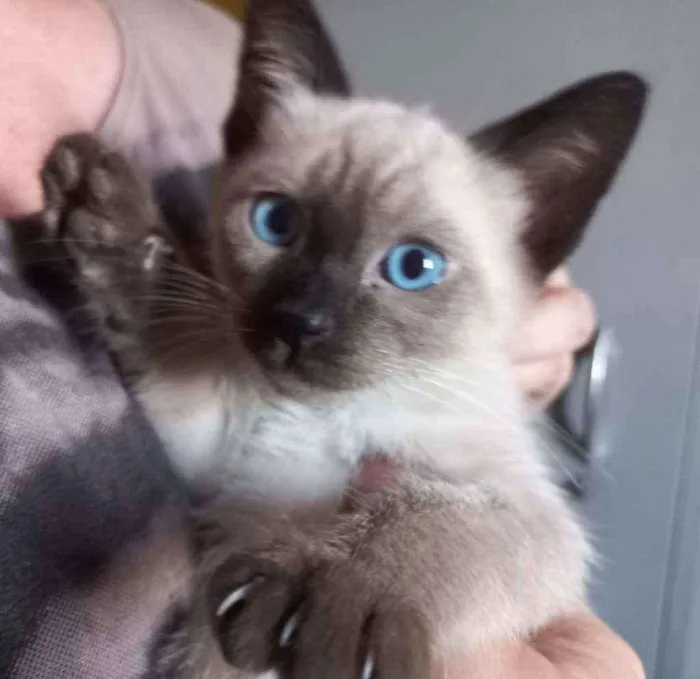Gato ra a SRD idade Abaixo de 2 meses nome Jasminie