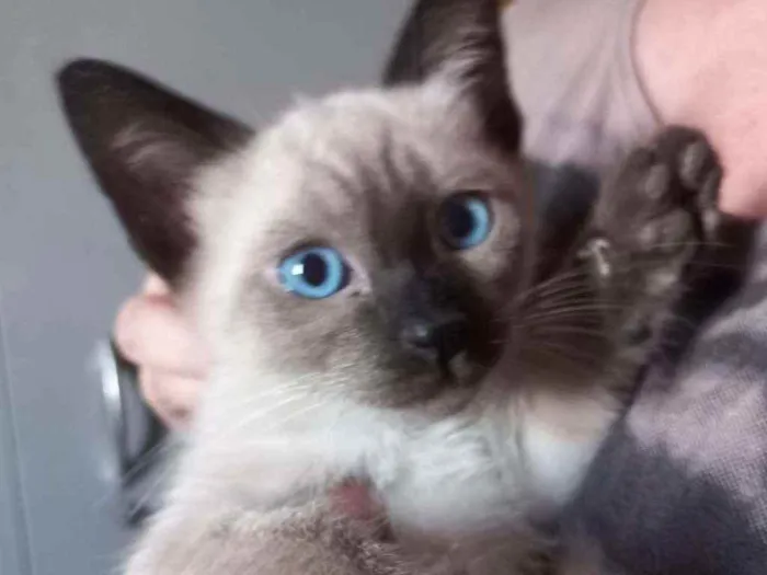 Gato ra a SRD idade Abaixo de 2 meses nome Jasminie