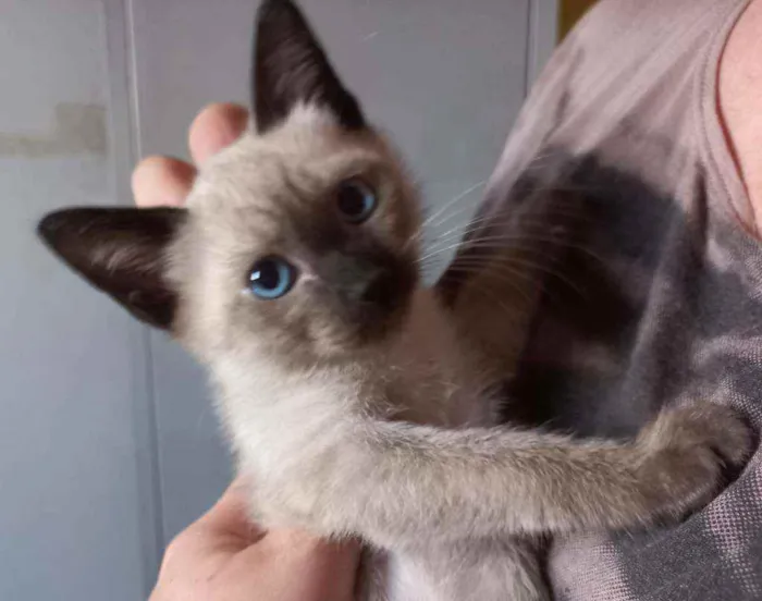 Gato ra a SRD idade Abaixo de 2 meses nome Jasminie