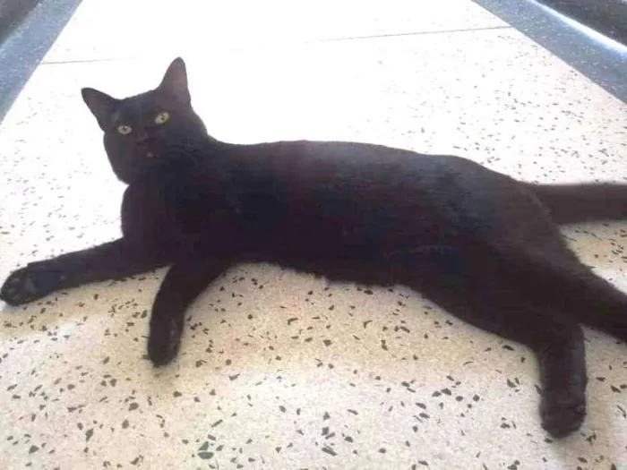 Gato ra a Não definida idade 6 ou mais anos nome Pretão