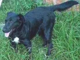 Cachorro raça Labrador idade 2 anos nome Bernosa
